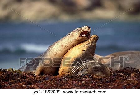 Australian Sea Lion, neophoca cinerea, Females standing on Beach, Australia View Large Photo Image Stock Photo - Australian Sea Lion, neophoca cinerea, Females standing on Beach, Australia. Fotosearch