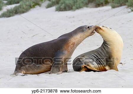 Stock Photo - Australian sea lions (Neophoca cinerea) on beach, Seal Bay, Kangaroo Island, South Australia, Australia.. Fotosearch