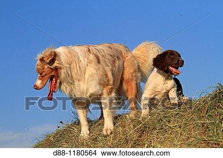Picture - Australian Shepherd Dog 3 years old.. Fotosearch