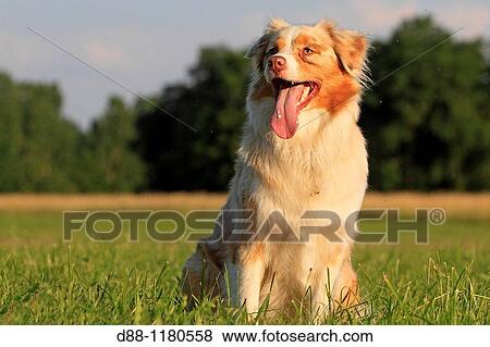 Australian Shepherd Dog 3 years old. View Large Photo Image Stock Photo - Australian Shepherd Dog 3 years old.. Fotosearch