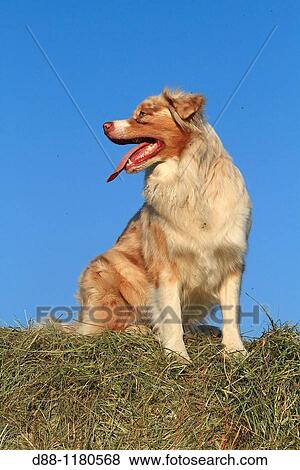 Australian Shepherd Dog 3 years old. View Large Photo Image Stock Photo - Australian Shepherd Dog 3 years old.. Fotosearch