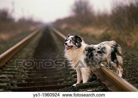 Australian Shepherd Dog standing on Rail Road, France View Large Photo Image Picture - Australian Shepherd Dog standing on Rail Road, France. Fotosearch