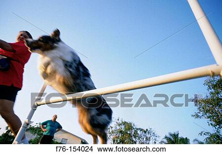 Australian Shepherd View Large Photo Image Picture - Australian Shepherd. Fotosearch