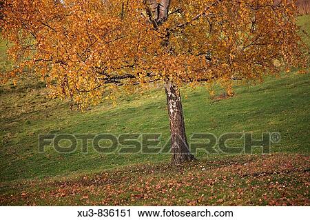 Autum tree View Large Photo Image Stock Image - Autum tree. Fotosearch