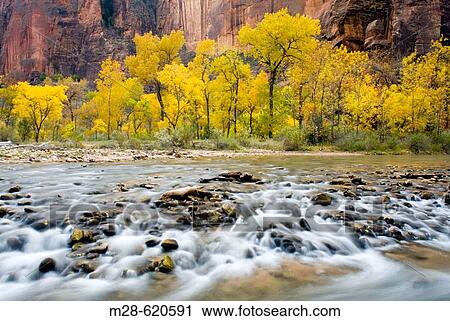 Autumn along the Virgin River in Zion canyon, Zion National Park. Utah, USA View Large Photo Image Stock Image - Autumn along the Virgin River in Zion canyon, Zion National Park. Utah, USA. Fotosearch