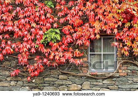 Autumn arrive in the English Lake District View Large Photo Image Stock Image - Autumn arrive in the English Lake District. Fotosearch