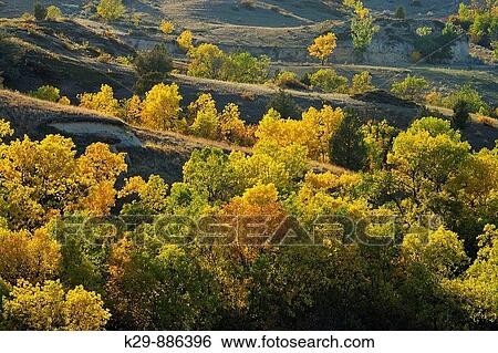 Stock Photograph - Autumn ash trees in rolling prairie landscape. Fotosearch