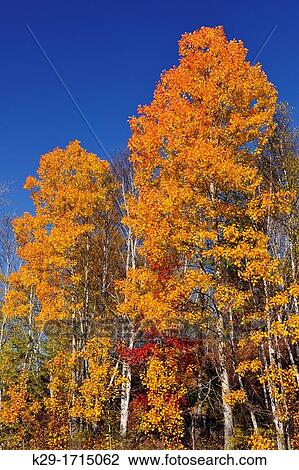 Stock Image - Autumn aspen trees, Greater Sudbury Whitefish, Ontario, Canada. Fotosearch