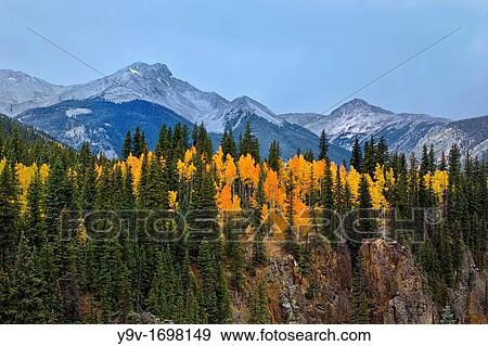 Stock Photo - Autumn Aspen Trees in the San Juan Mountain Range, San Juan National Forest, Colorado USA. Fotosearch