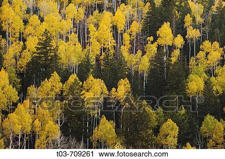 Stock Image - Autumn aspens contrast against evergreens near Oowah Lake in the La Sal Mountains outside Moab, Utah, USA. Fotosearch
