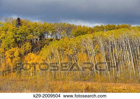 Autumn aspens, near Longview, Alberta, Canada. View Large Photo Image Picture - Autumn aspens, near Longview, Alberta, Canada.. Fotosearch