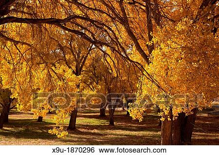 Autumn at Capitol Reef National Park in Utah, United States of America, USA View Large Photo Image Stock Photograph - Autumn at Capitol Reef National Park in Utah, United States of America, USA. Fotosearch