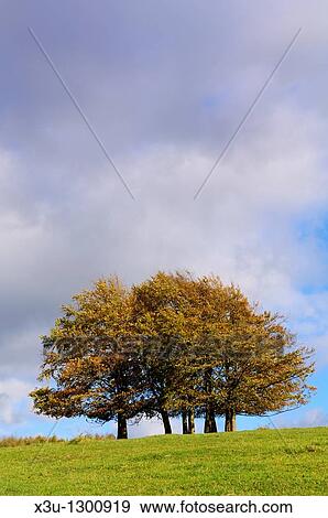 Stock Photo - Autumn beech trees at Haresfield Beacon in the Cotswold Hills, Haresfield, Gloucestershire, England, United Kingdom. Fotosearch