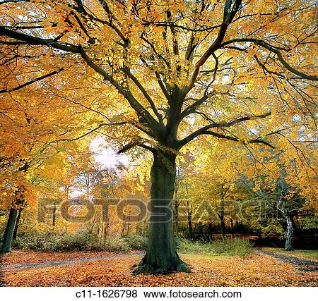 autumn, belvedere woods, kent, england, uk, europe View Large Photo Image Stock Photo - autumn, belvedere woods, kent, england, uk, europe. Fotosearch
