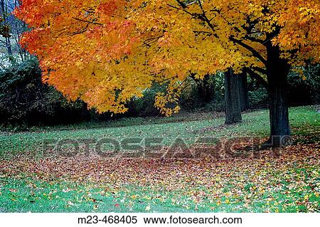 Autumn brightens a tree at a Pennsylvania park View Large Photo Image Stock Photography - Autumn brightens a tree at a Pennsylvania park. Fotosearch