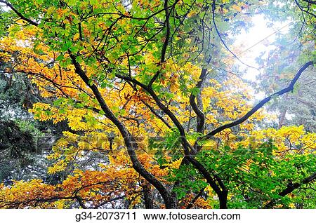 Autumn Canopy. Lincoln Park, Seattle, Washington, USA View Large Photo Image Stock Image - Autumn Canopy. Lincoln Park, Seattle, Washington, USA. Fotosearch
