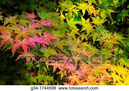 Autumn Color Cascade View Large Photo Image Stock Photo - Autumn Color Cascade. Fotosearch