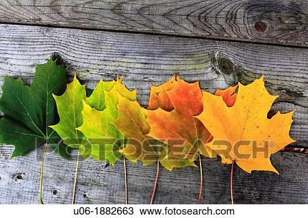 Stock Image - autumn color change in sugar maple leaves. Fotosearch
