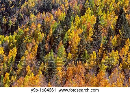 Autumn colored aspen and conifer forest, Lime Creek Valley, San Juan National Forest, southwest Colorado, USA View Large Photo Image Stock Image - Autumn colored aspen and conifer forest, Lime Creek Valley, San Juan National Forest, southwest Colorado, USA. Fotosearch