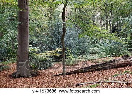Stock Photograph - Autumn colors, Estate Spanderwoud, Hilversum, Goois Natuurreservaat, The Netherlands. Fotosearch