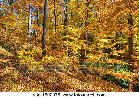 Autumn colors in the forest, Poland, Europe View Large Photo Image Stock Photography - Autumn colors in the forest, Poland, Europe. Fotosearch