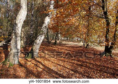Picture - Autumn colors, Leersumse Veld, The Netherlands. Fotosearch