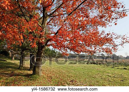 Autumn colors, Leersumse veld, The Netherlands View Large Photo Image Stock Image - Autumn colors, Leersumse veld, The Netherlands. Fotosearch