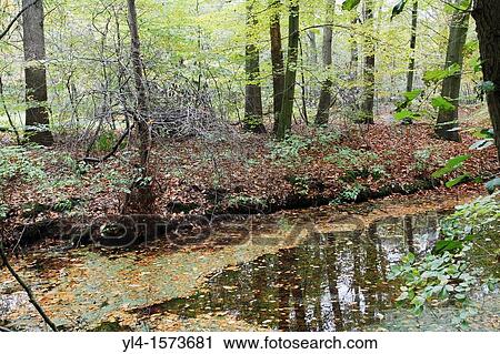 Autumn colors on Estate Spanderwoud, Hilversum, Goois Natuurreservaat, The Netherlands View Large Photo Image Stock Image - Autumn colors on Estate Spanderwoud, Hilversum, Goois Natuurreservaat, The Netherlands. Fotosearch