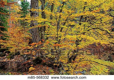 Autumn colors View Large Photo Image Stock Image - Autumn colors. Fotosearch