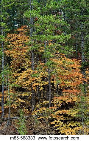 Autumn colors View Large Photo Image Stock Image - Autumn colors. Fotosearch