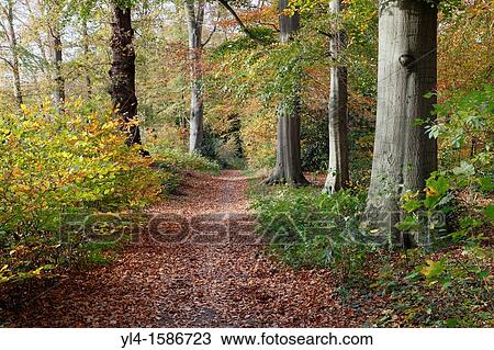 Stock Image - Autumn colors, The Netherlands. Fotosearch