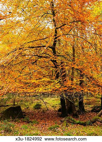 Autumn colour at Horner Wood in Exmoor National Park, Somerset, England, United Kingdom View Large Photo Image Stock Image - Autumn colour at Horner Wood in Exmoor National Park, Somerset, England, United Kingdom. Fotosearch