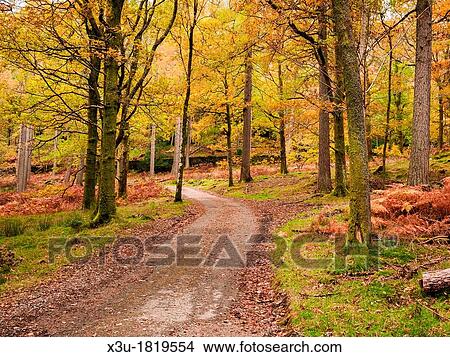 Autumn Colour at Manesty Woods near Keswick in the Lake District National Park, Cumbria, England, United Kingdom View Large Photo Image Picture - Autumn Colour at Manesty Woods near Keswick in the Lake District National Park, Cumbria, England, United Kingdom. Fotosearch