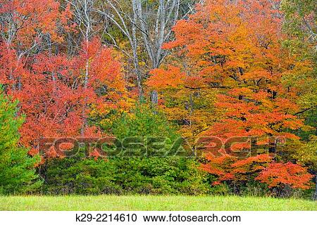 Autumn colour in Cades Cove, Great Smoky Mountains NP, Tennessee, USA. View Large Photo Image Stock Image - Autumn colour in Cades Cove, Great Smoky Mountains NP, Tennessee, USA.. Fotosearch