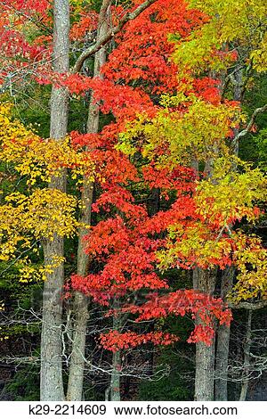 Autumn colour in Cades Cove, Great Smoky Mountains NP, Tennessee, USA. View Large Photo Image Stock Photo - Autumn colour in Cades Cove, Great Smoky Mountains NP, Tennessee, USA.. Fotosearch