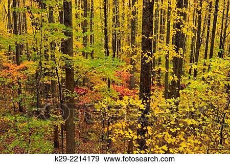 Autumn colour in the hardwood forest near Sugarlands, Great Smoky Mountains NP, Tennessee, USA. View Large Photo Image Stock Photo - Autumn colour in the hardwood forest near Sugarlands, Great Smoky Mountains NP, Tennessee, USA.. Fotosearch