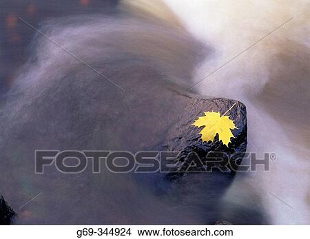 Autumn coloured Maple leaf and streamy water. Karsbacken, V? sterbotten, Sweden View Large Photo Image Picture - Autumn coloured Maple leaf and streamy water. Karsbacken, V? sterbotten, Sweden. Fotosearch
