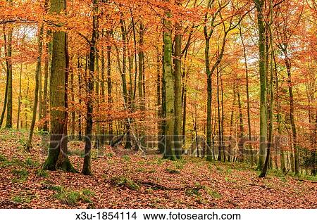Autumn colours in a Beech Woodland Forest of Dean, Blakeney, Gloucestershire, England View Large Photo Image Picture - Autumn colours in a Beech Woodland Forest of Dean, Blakeney, Gloucestershire, England. Fotosearch