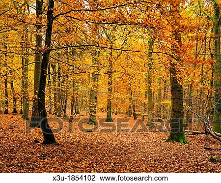 Autumn colours in a Beech Woodland Forest of Dean, Blakeney, Gloucestershire, England View Large Photo Image Stock Image - Autumn colours in a Beech Woodland Forest of Dean, Blakeney, Gloucestershire, England. Fotosearch