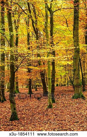 Autumn colours in a Beech Woodland Forest of Dean, Blakeney, Gloucestershire, England View Large Photo Image Stock Image - Autumn colours in a Beech Woodland Forest of Dean, Blakeney, Gloucestershire, England. Fotosearch