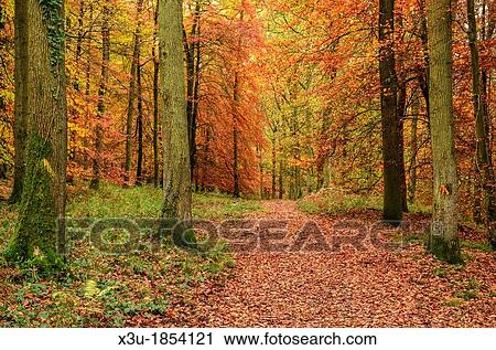 Autumn colours in a Beech Woodland Forest of Dean, Blakeney, Gloucestershire, England View Large Photo Image Stock Image - Autumn colours in a Beech Woodland Forest of Dean, Blakeney, Gloucestershire, England. Fotosearch