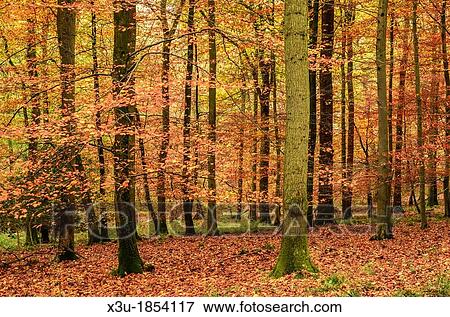 Autumn colours in a Beech Woodland Forest of Dean, Blakeney, Gloucestershire, England View Large Photo Image Stock Photo - Autumn colours in a Beech Woodland Forest of Dean, Blakeney, Gloucestershire, England. Fotosearch