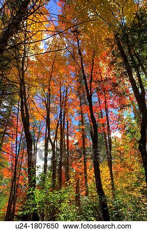 Autumn Colours in Algonquin Provincial Park, Ontario, Canada View Large Photo Image Stock Image - Autumn Colours in Algonquin Provincial Park, Ontario, Canada. Fotosearch