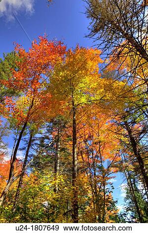 Autumn Colours in Algonquin Provincial Park, Ontario, Canada View Large Photo Image Stock Photo - Autumn Colours in Algonquin Provincial Park, Ontario, Canada. Fotosearch