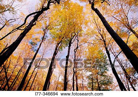 Autumn colours in New England. USA View Large Photo Image Picture - Autumn colours in New England. USA. Fotosearch