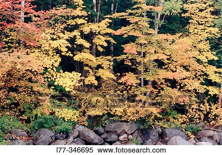 Stock Photography - Autumn colours in New England. USA. Fotosearch