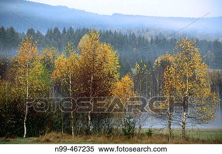 Stock Photography - Autumn colours in the Bohemian forest. Birches and pine forest, fog wooded mountains. National Park Sumava. Czech Republic.. Fotosearch