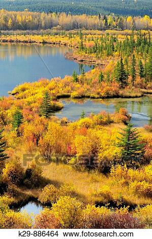 Autumn colours on wetland vegetation at the Vermilion Ponds View Large Photo Image Picture - Autumn colours on wetland vegetation at the Vermilion Ponds. Fotosearch