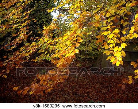 Stock Photography - Autumn country garden. Fotosearch