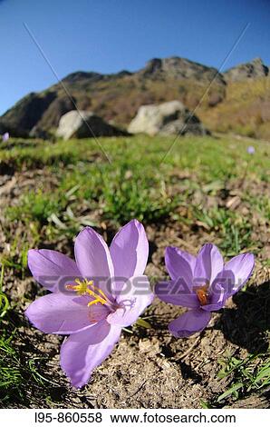 Stock Photo - Autumn Crocus Colchicum autumnale in mountain pastures, Aran Valley, Pyrenees, Lleida, Spain. Fotosearch